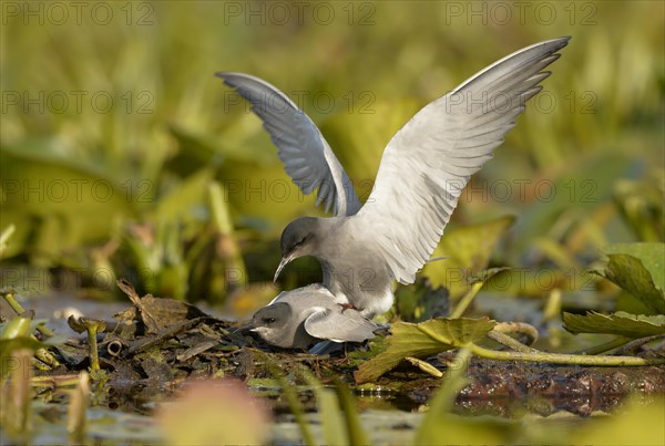 Black Tern