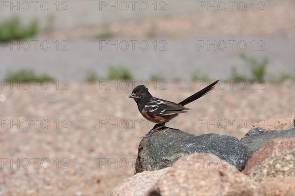 Rufous-sided Towhee