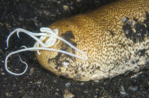 Brown sandfish sea cucumber