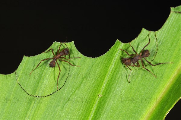 Leafcutter Ant