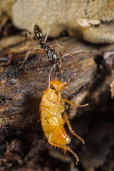 Snapping jaw ant