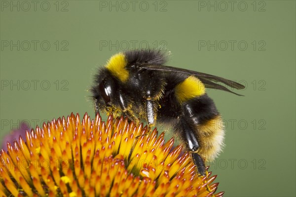 Buff-tailed Bumblebee