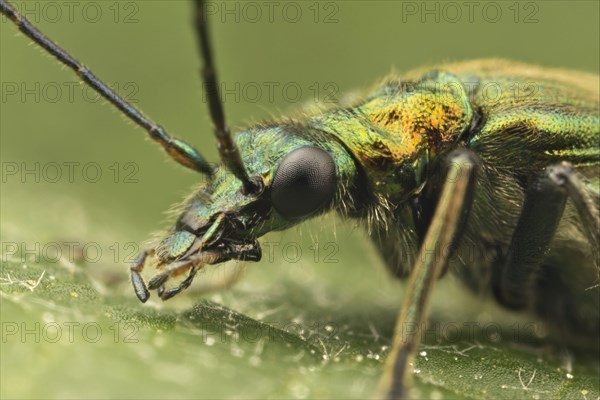 Thick-legged Flower Beetle