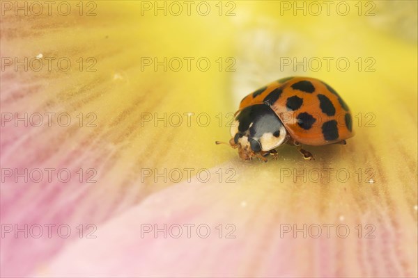 Harlequin Ladybird