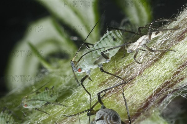 Slender mugwort aphid