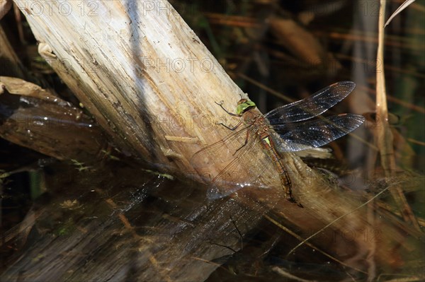 Norfolk green-eyed hawker