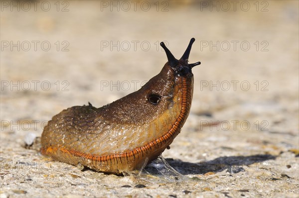 Red Slug