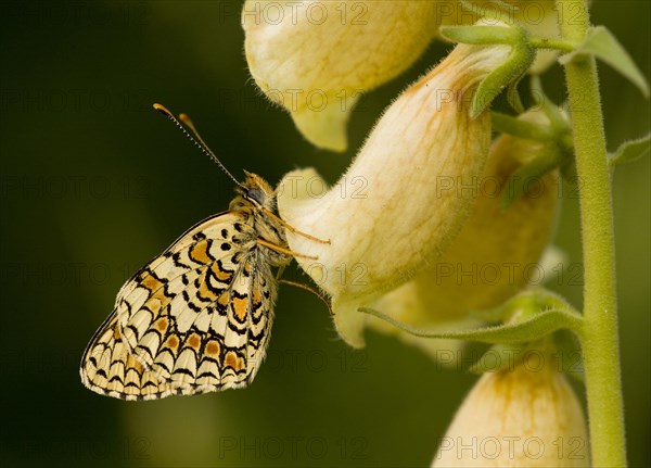 Provencal Fritillary