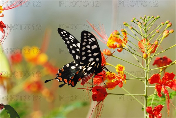 Madagascar Giant Swallowtail