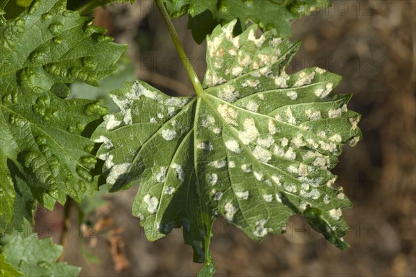 Grapevine blister mite