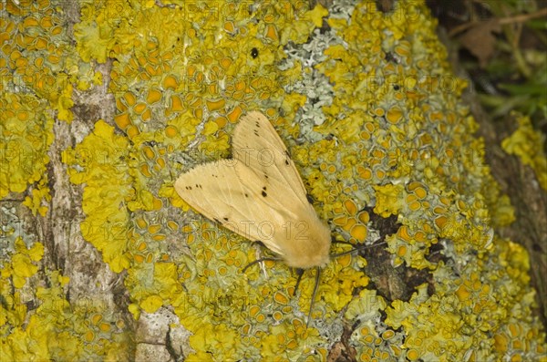 Buff Ermine