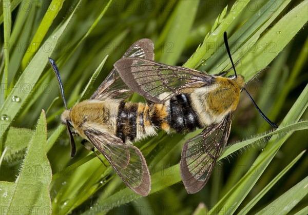 Narrow-bordered Bee Hawkmoth