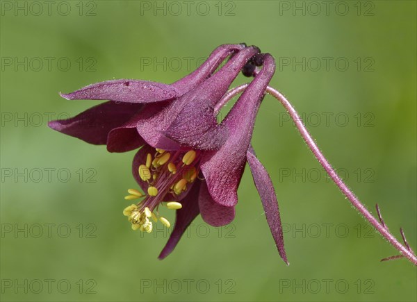 Dark dark columbine