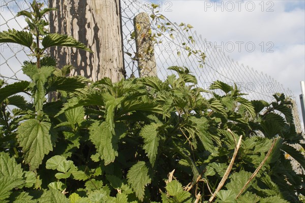 Leaves of stinging nettle