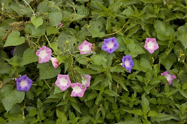 Common Morning purple morning glory