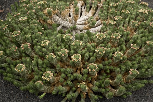 Medusa's head