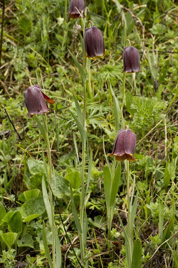 Pyrenean Fritillary