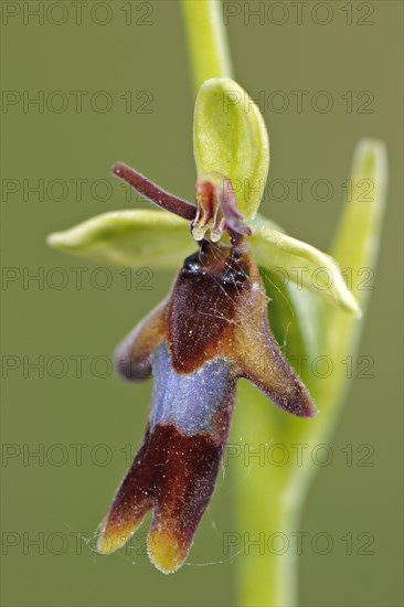 Fly Orchid