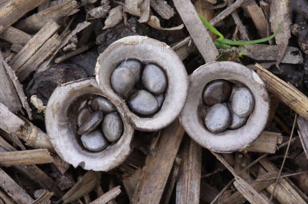 Field Bird's Nest Fungus