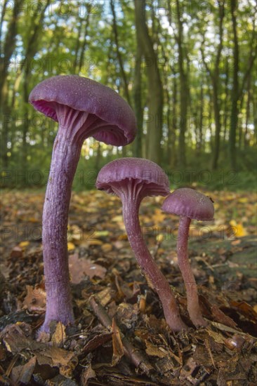 Amethyst Deceiver