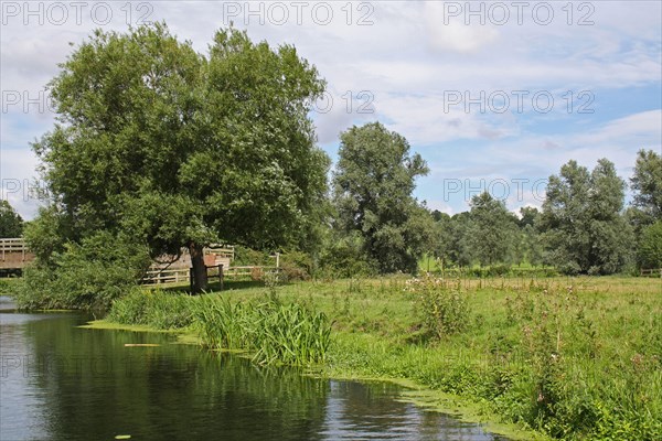 View of willow tree and pasture at edge of lowland river