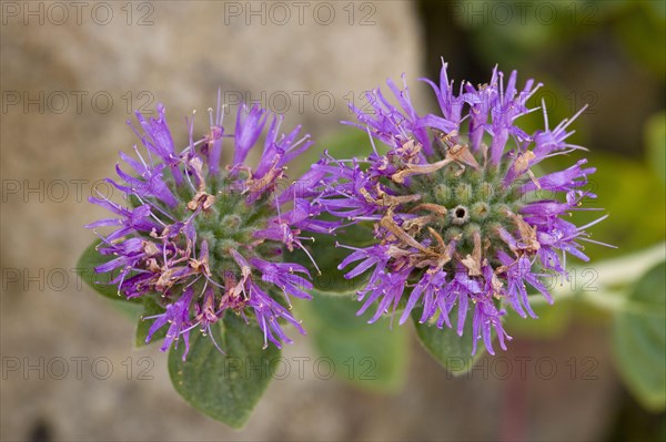 San Francisco Coyote Mint