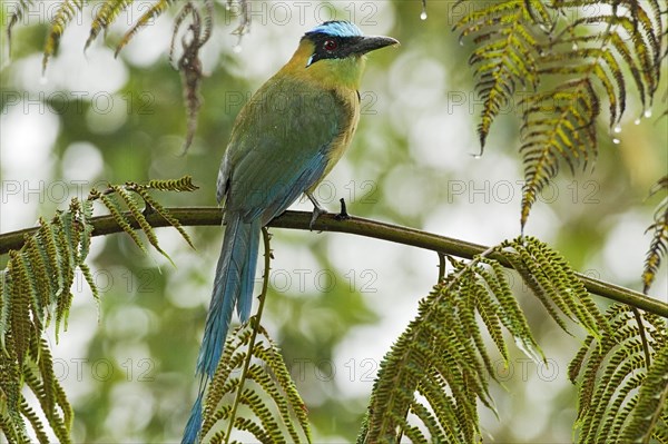 Highland Motmot