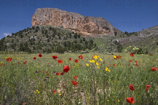 Wildflowers on site