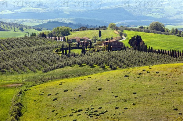 Tuscany with mediterranean cypress