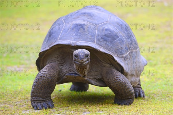 Aldabra giant tortoises