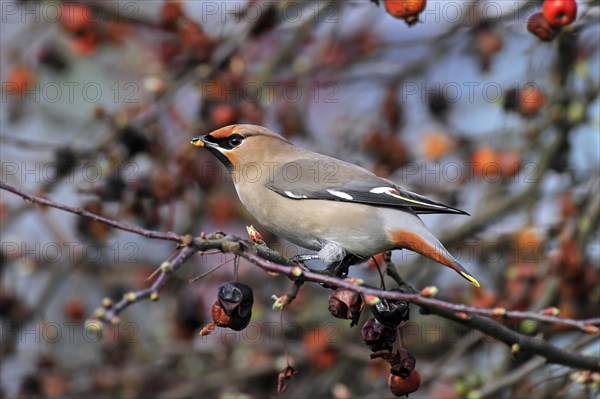 Bohemian waxwing