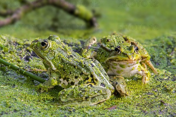 Two edible frogs