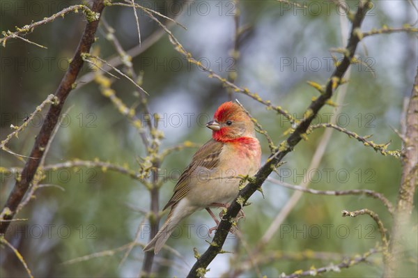 Common rosefinch