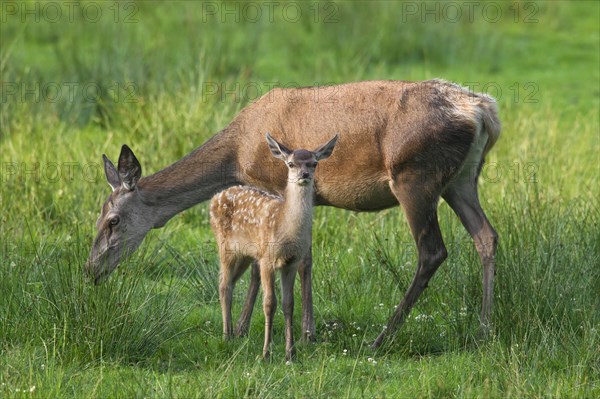 Red deer