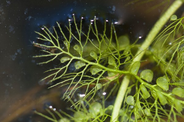 (Utricularia vulgaris)