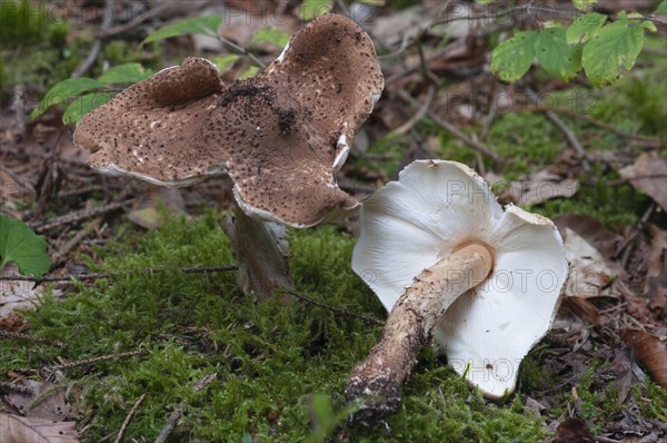 (Lepiota aspera)