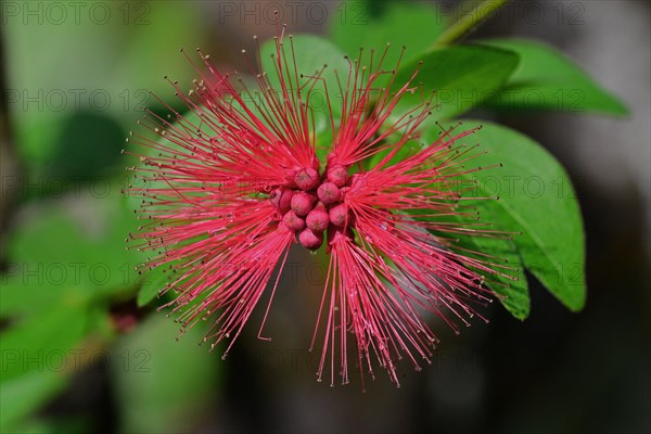 Brazilian Powder Puff Shrub