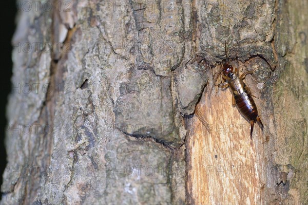 Common Earwig