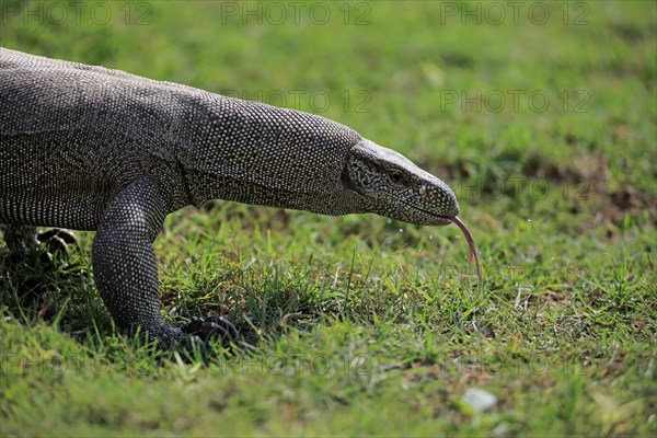 Bengal bengal monitor