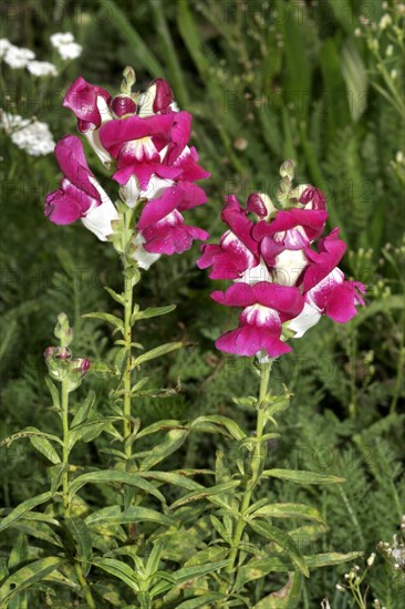 Large snapdragon