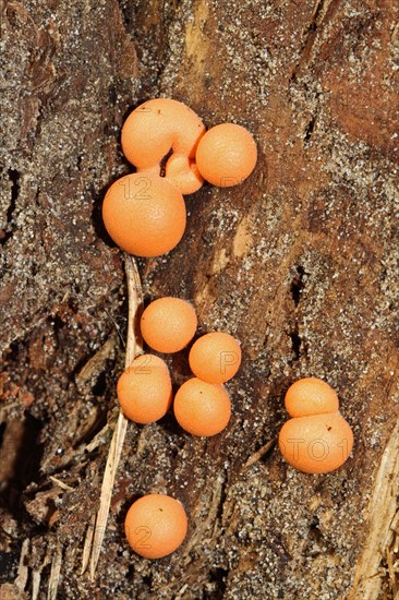 Bloodmilk fungus