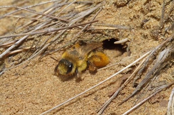 Trouser bee