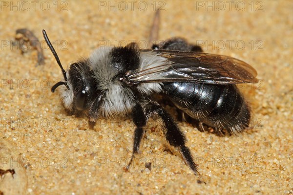 Grey sand bee