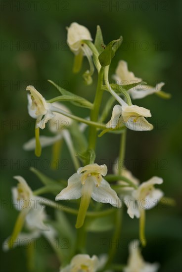 Lesser butterfly orchid