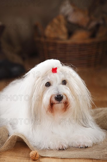 Coton de Tulear