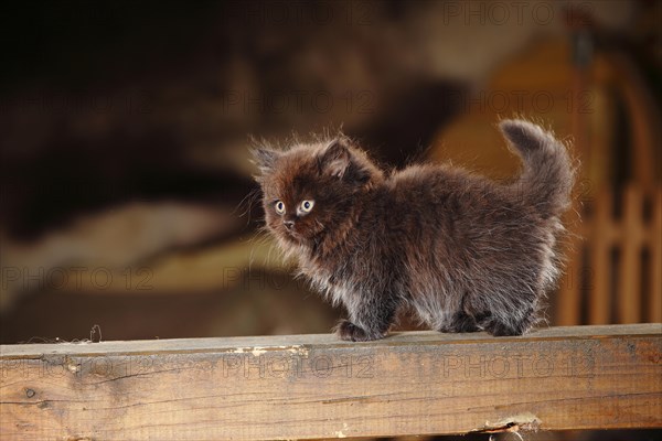 British Longhair