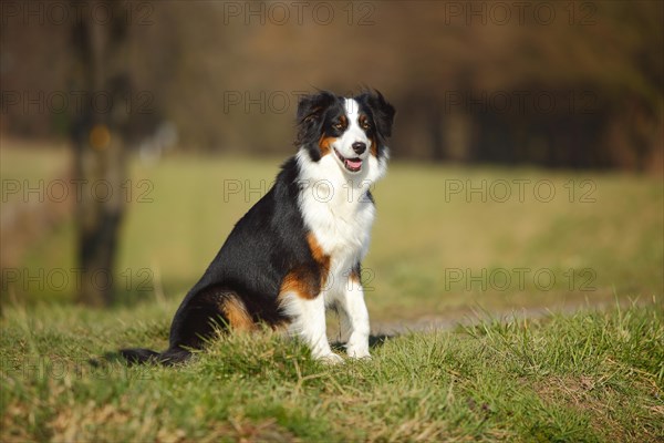 Australian Shepherd