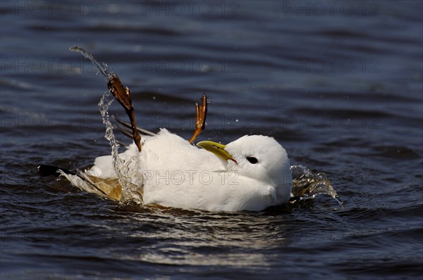 Kittiwake