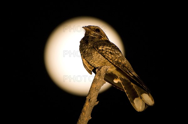 Fiery-necked nightjar