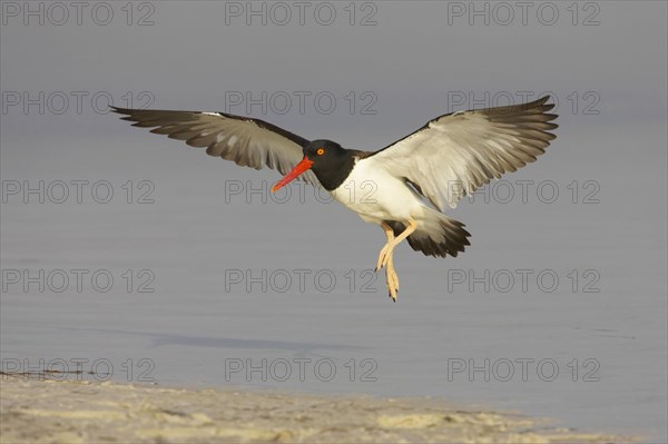 American oystercatcher